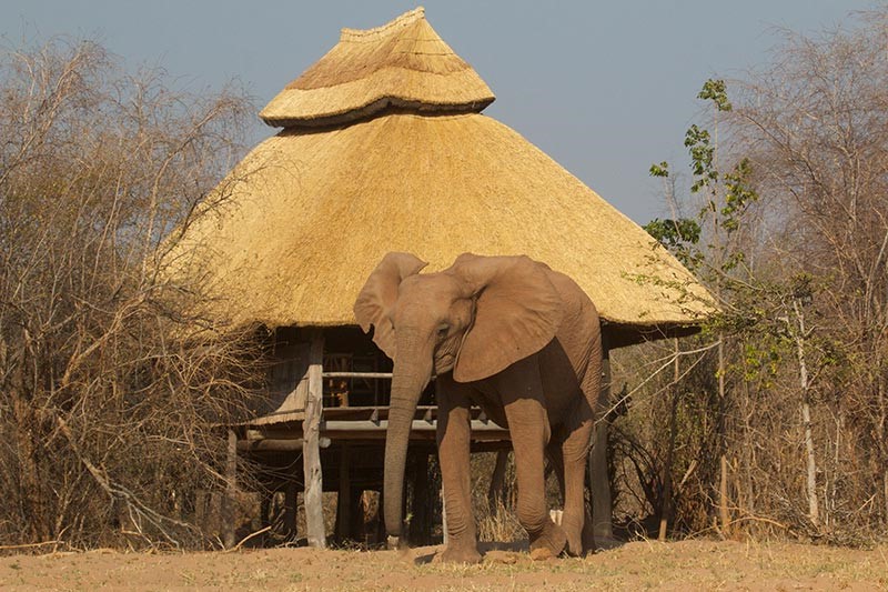 Rhino Safari Camp - Matusadona